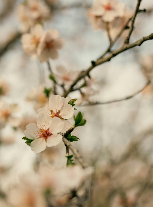 Kaipaatko inspiraatiota ja sytykettä kevääseen? Kurkkaa sytyttämöön!